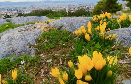 Δωμάτιο για ενοικίαση, Κουκάκι, Κέντρο Αθήνας